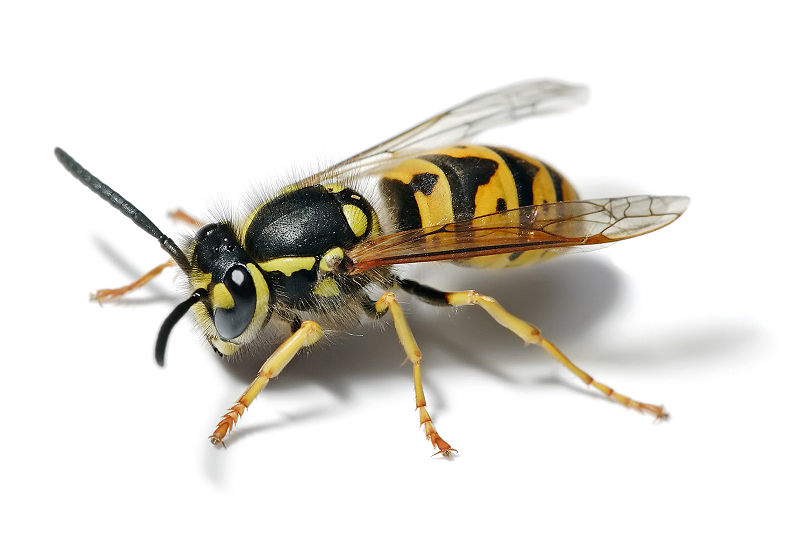 Illustration for article titled 10 Painful Insect Stings, as Measured by Science